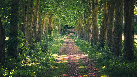 Allee Weg in der Natur